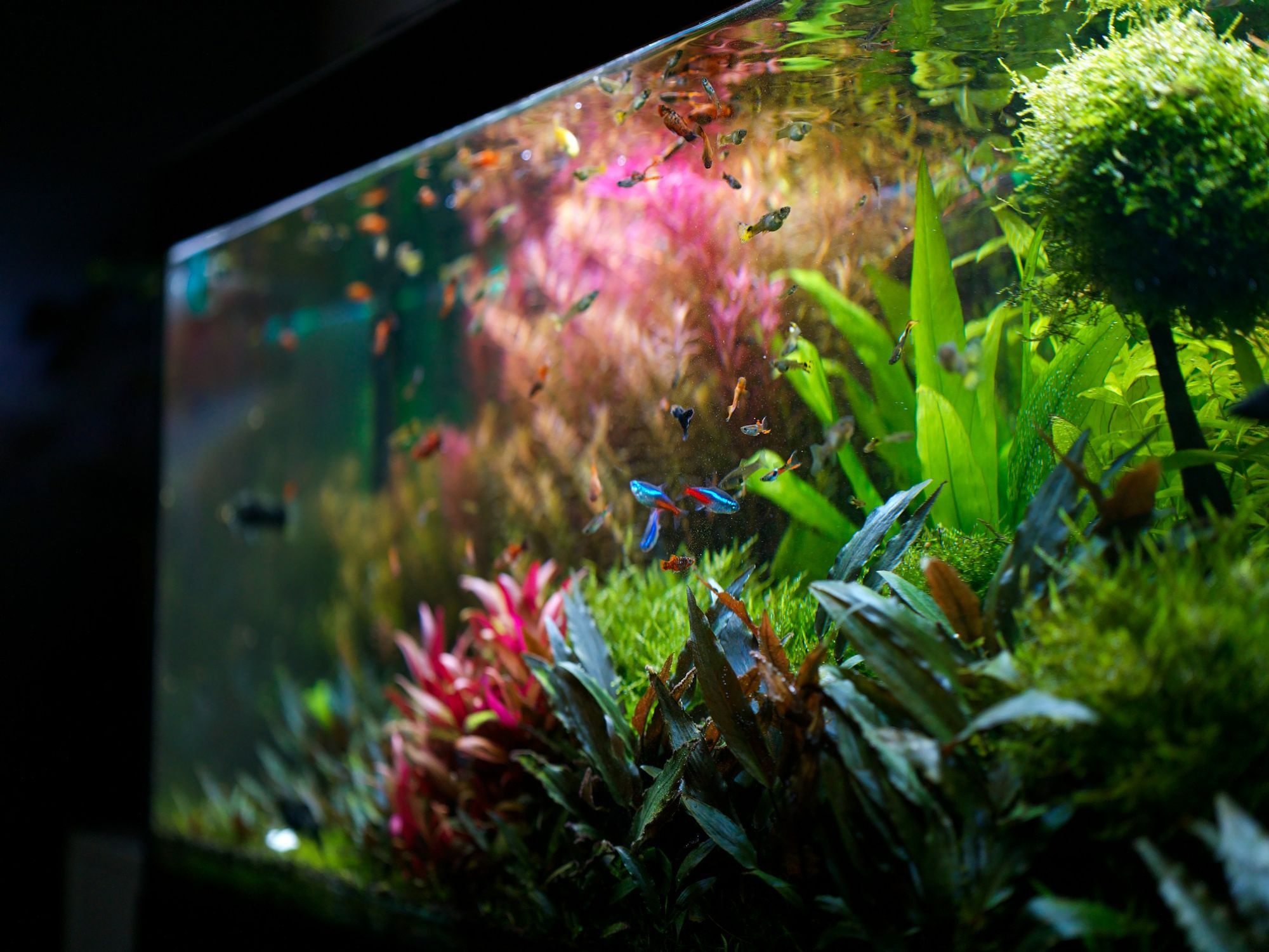 A planted freshwater aquarium