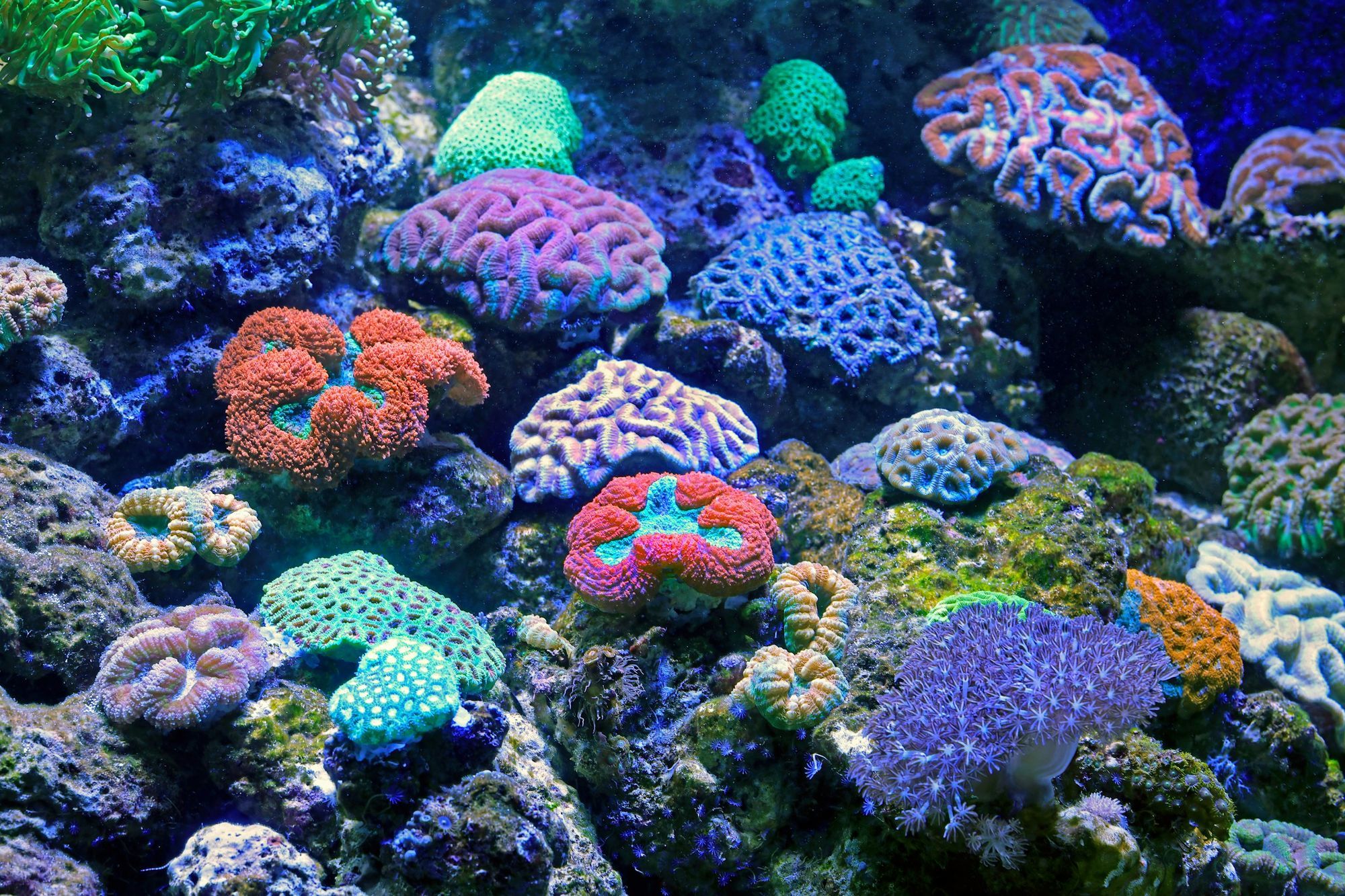 A lush reef aquarium full of corals